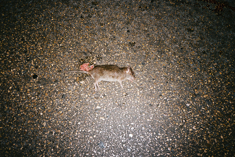 dead in hamra(t)2.jpg